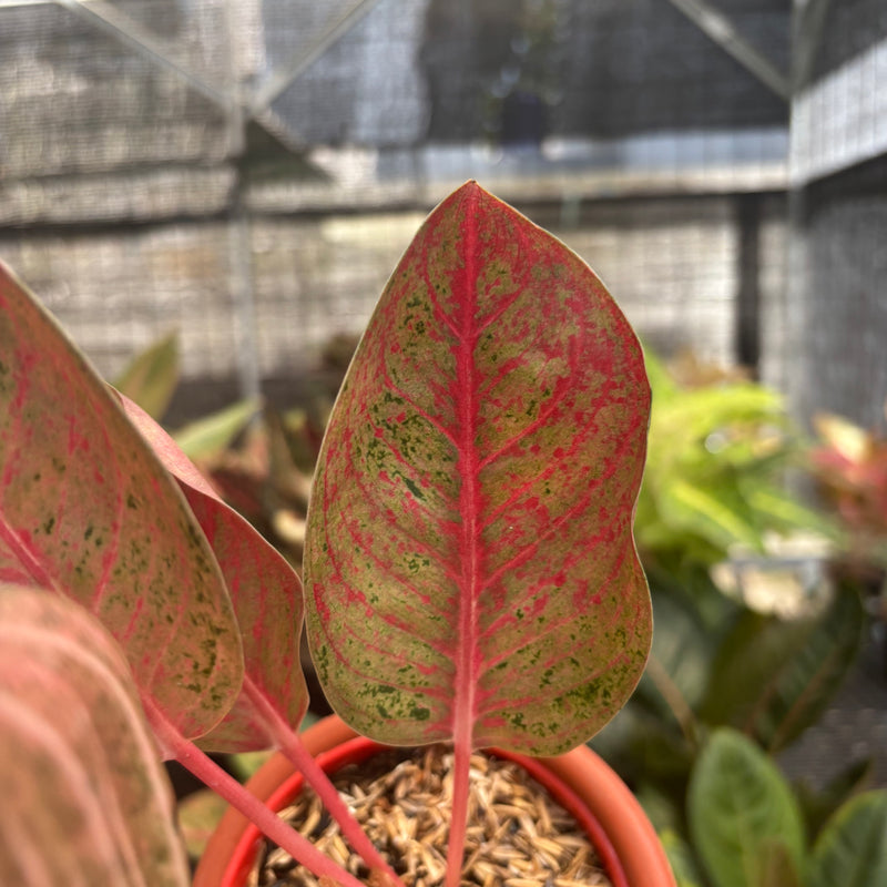 Aglaonema Chitsanu