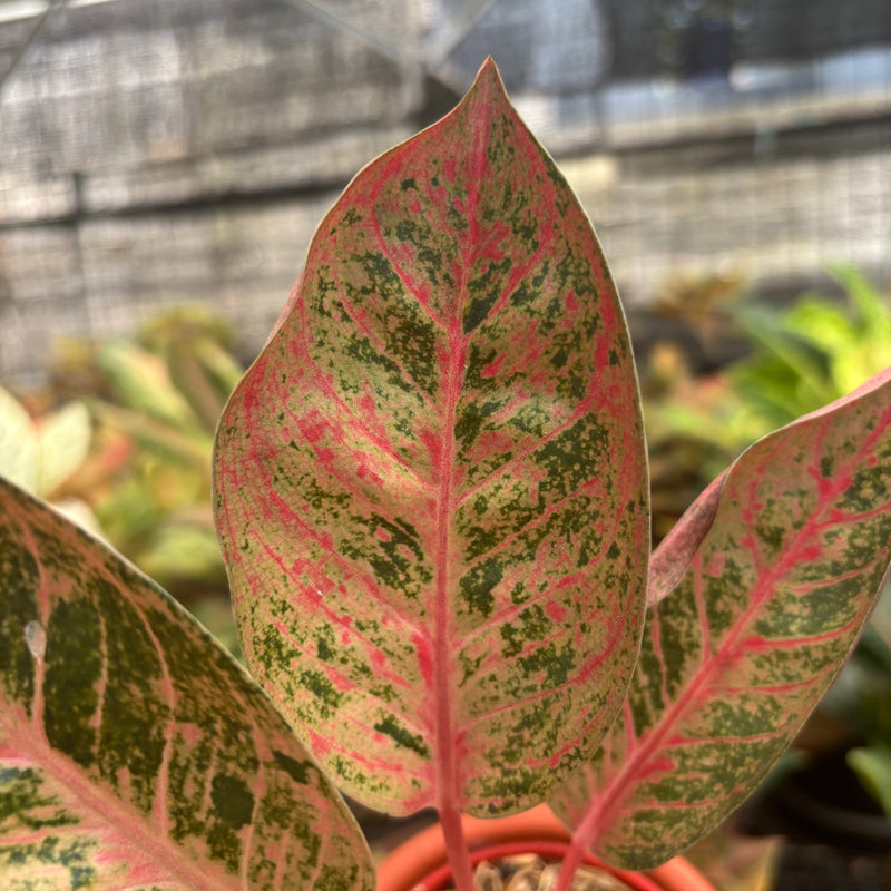 Aglaonema Chitsanu