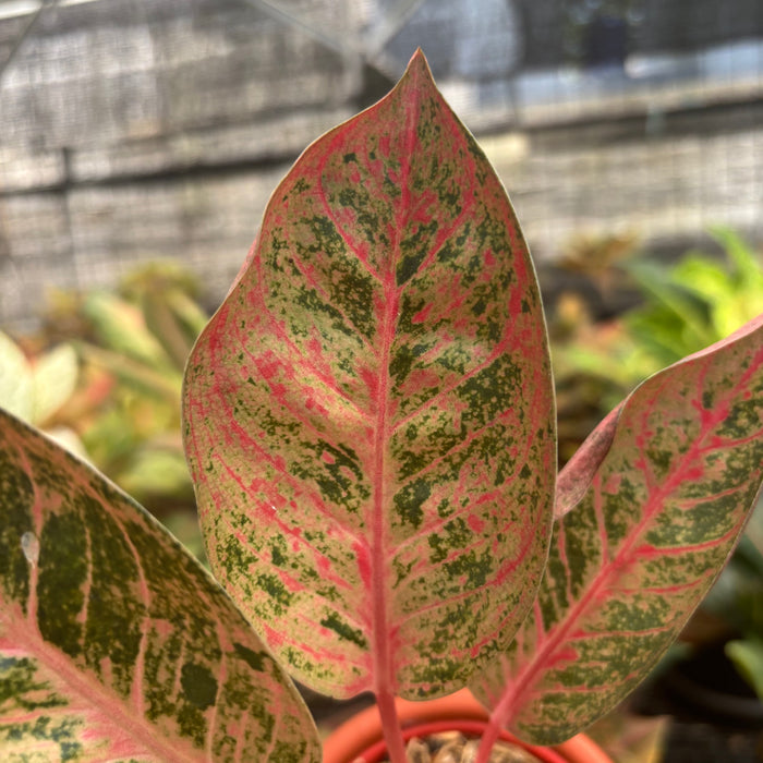 Aglaonema Chitsanu
