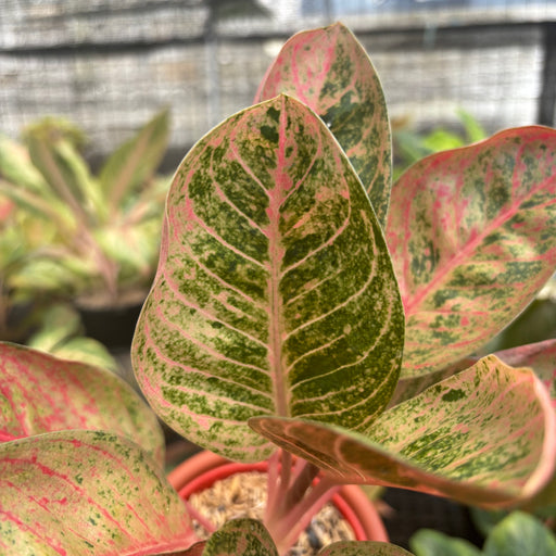 aglaonema harlequin price Aglaonema Chitsanu