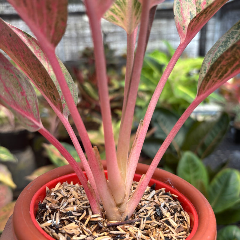 Aglaonema Chitsanu