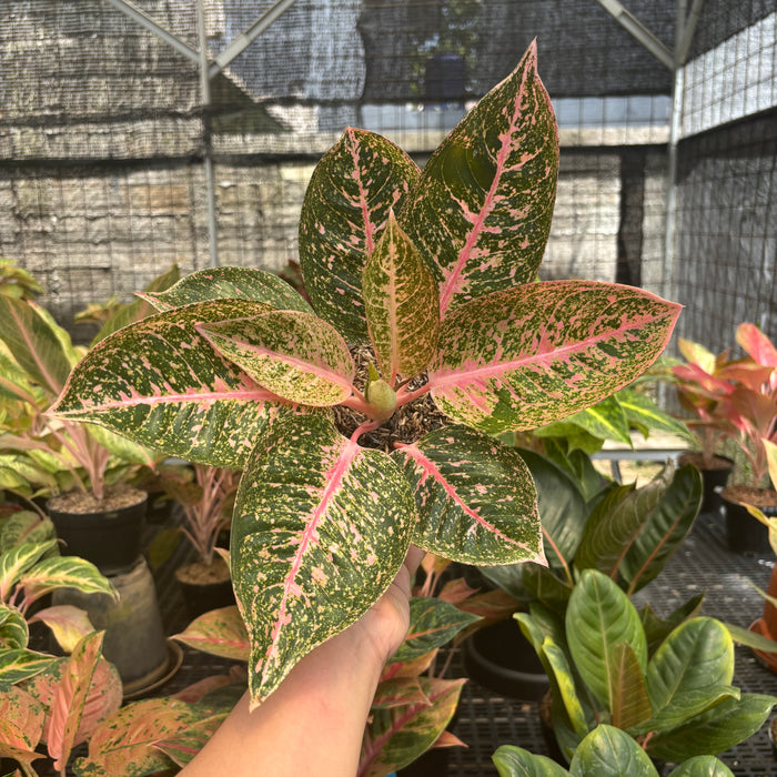 Aglaonema Angela
