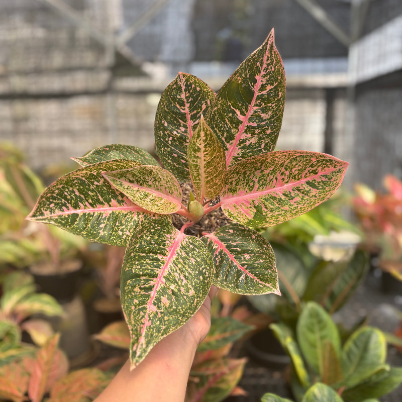 Aglaonema Angela