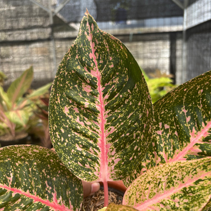 Aglaonema Angela