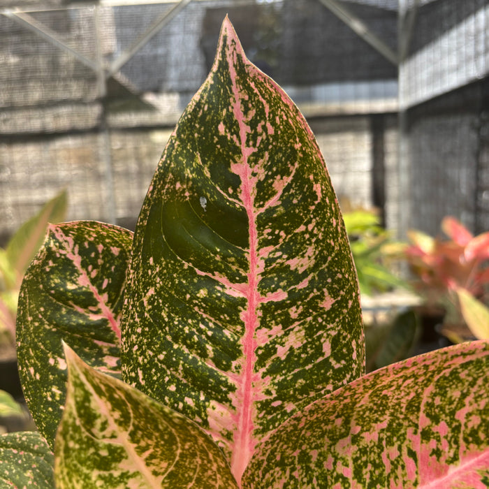 Aglaonema Angela