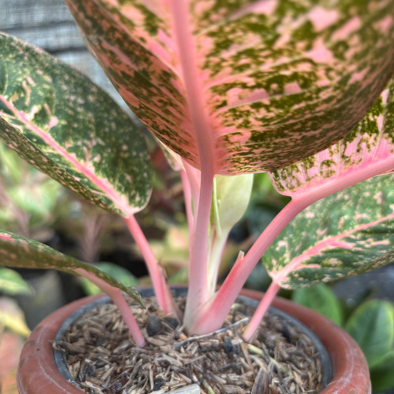 Aglaonema Angela