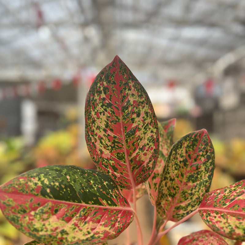 Aglaonema Coconut Delight