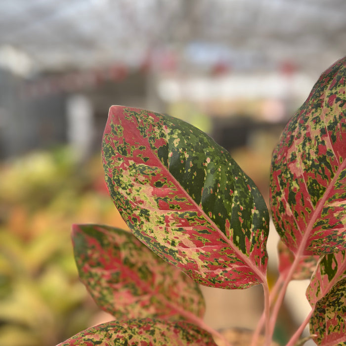 Aglaonema Coconut Delight