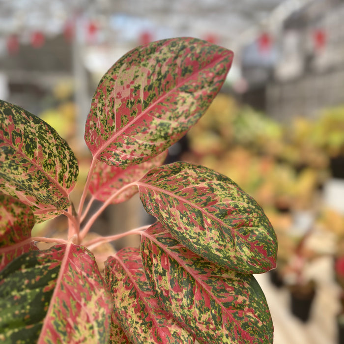 Aglaonema Coconut Delight