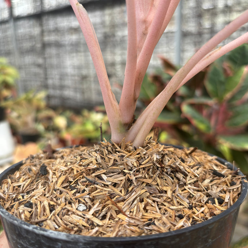 Aglaonema Coconut Delight