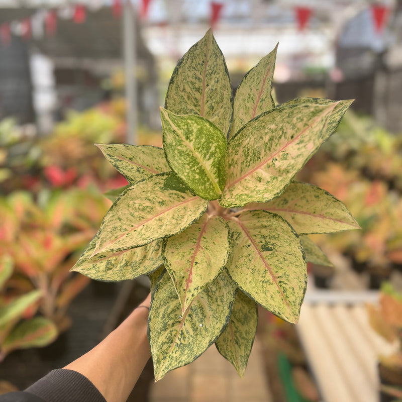 Aglaonema Martinisun