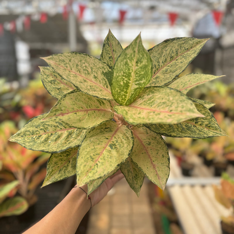 Aglaonema Martinisun