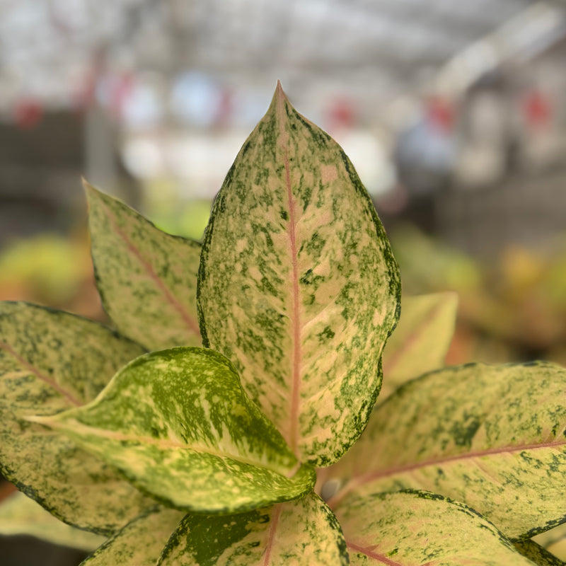 Aglaonema Martinisun