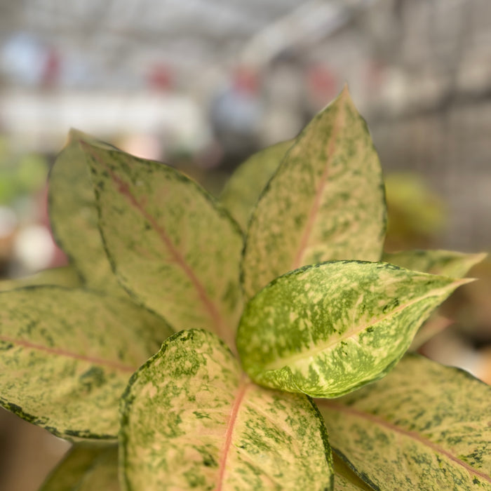 Aglaonema Martinisun