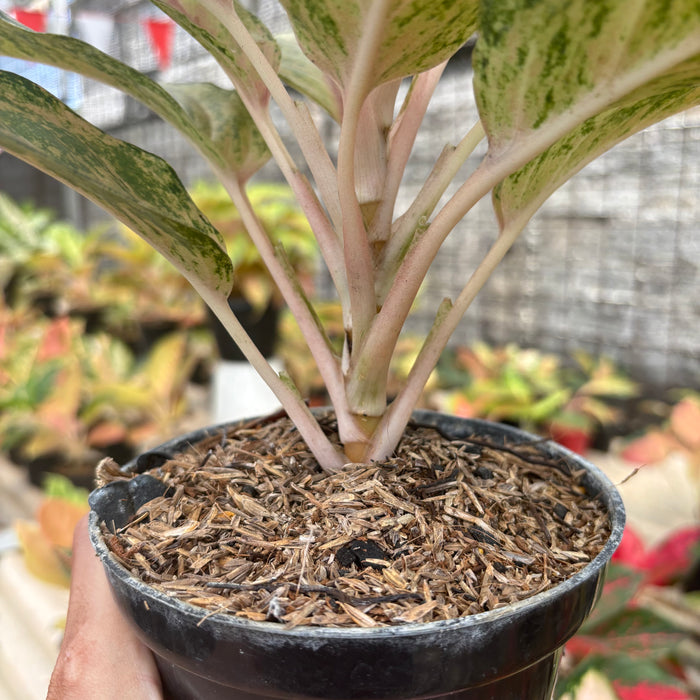 Aglaonema Martinisun