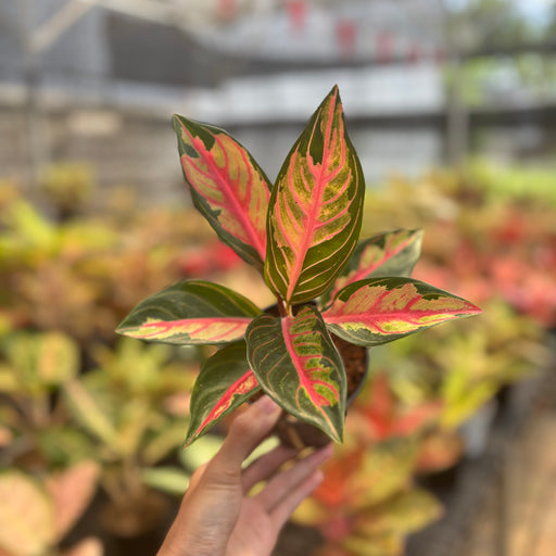red gold aglaonema Aglaonema Crown of Siam — Aroidasia