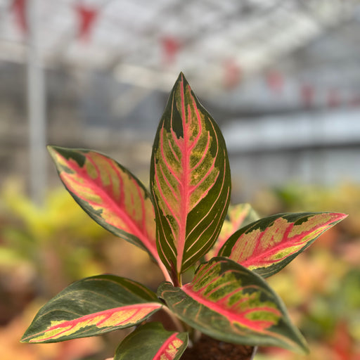 aglaonema tiara Aglaonema Crown of Siam