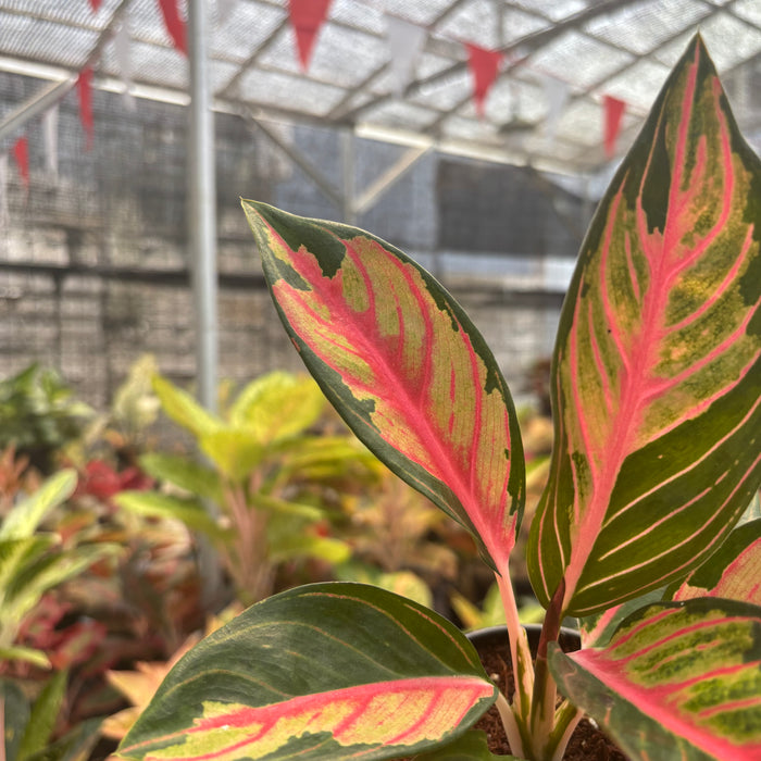 Aglaonema Crown of Siam