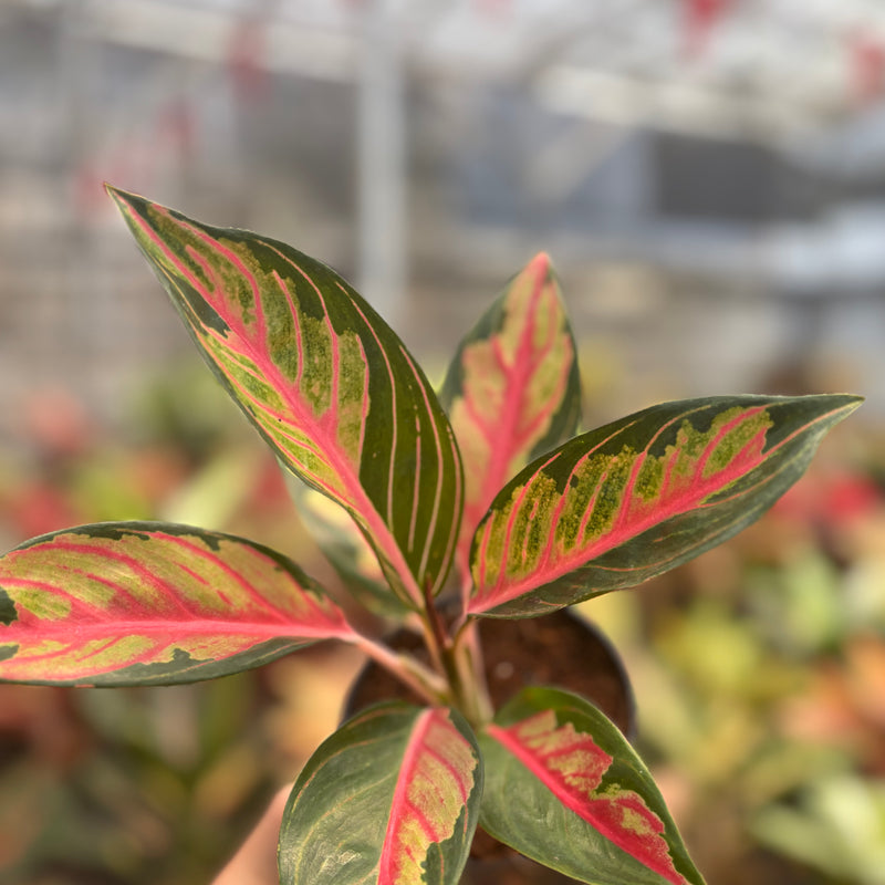 Aglaonema Crown of Siam