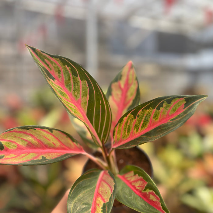Aglaonema Crown of Siam