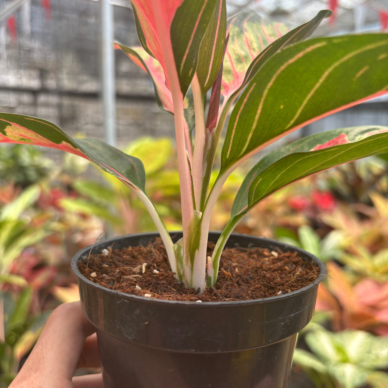 Aglaonema Crown of Siam