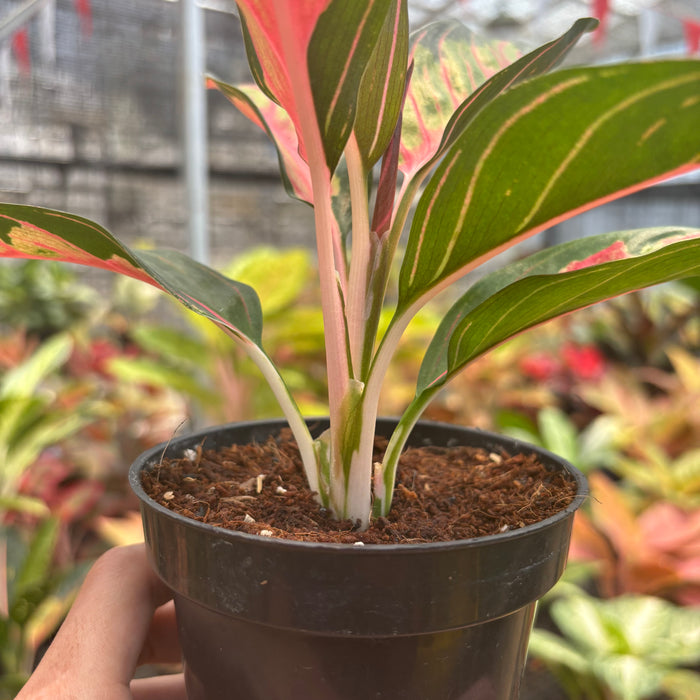 Aglaonema Crown of Siam