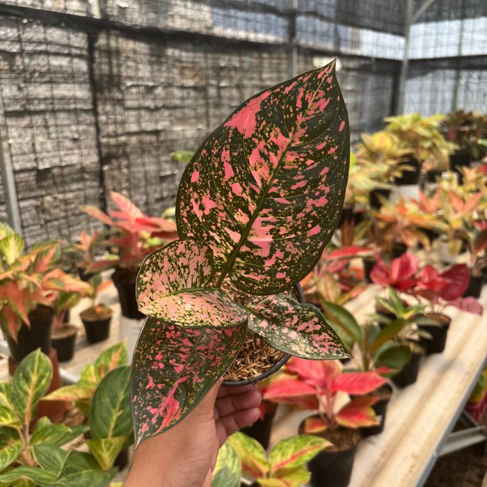 Aglaonema Rubi Giant