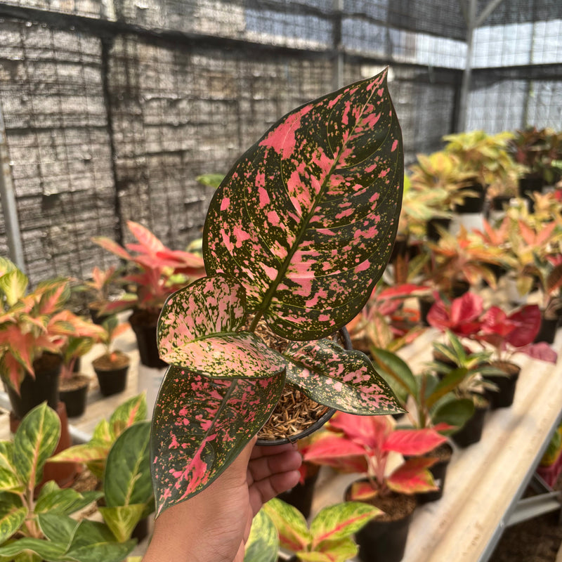 🎁 Aglaonema Rubi Giant (100% off)