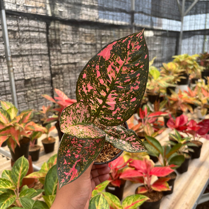 Aglaonema Rubi Giant