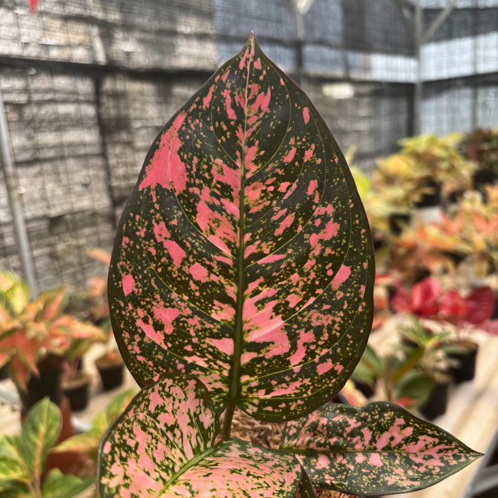 Aglaonema Rubi Giant