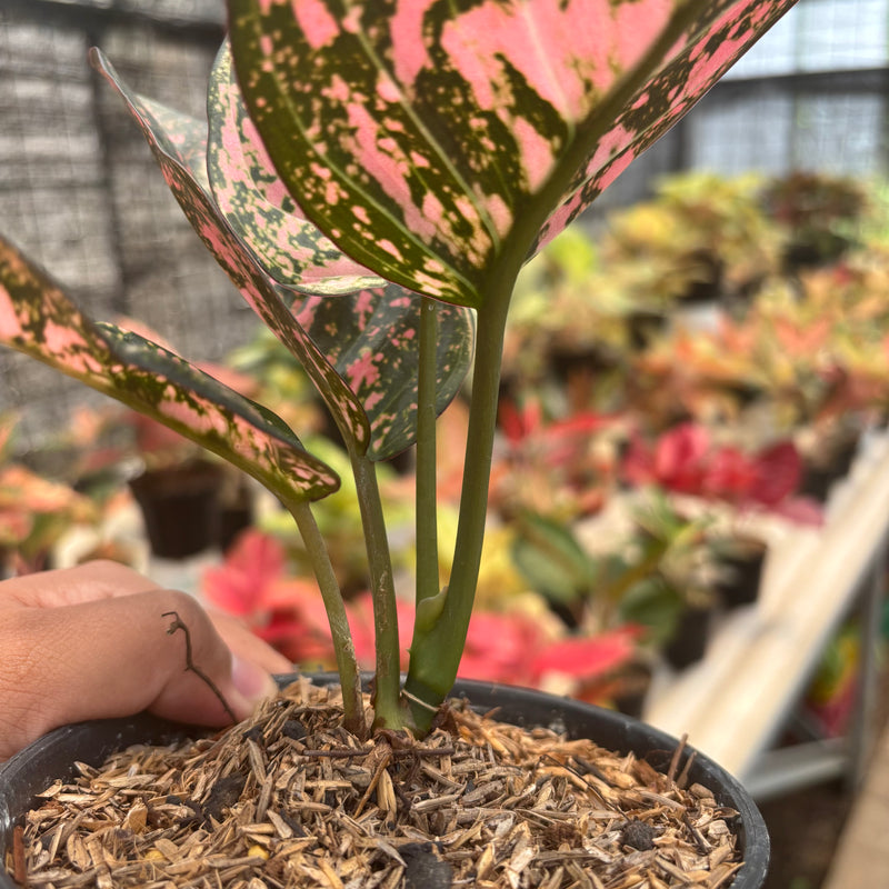 Aglaonema Rubi Giant