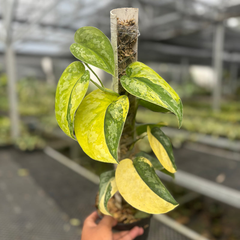 Scindapsus Andalas