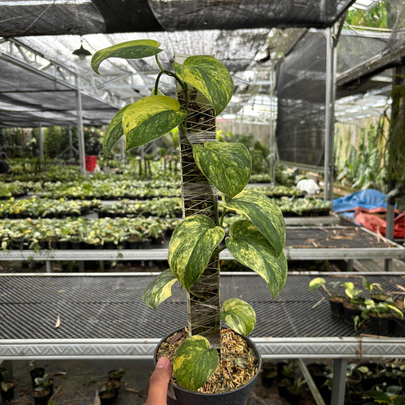 Scindapsus Parahyangan