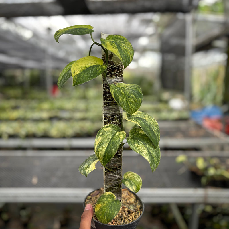 Scindapsus Parahyangan