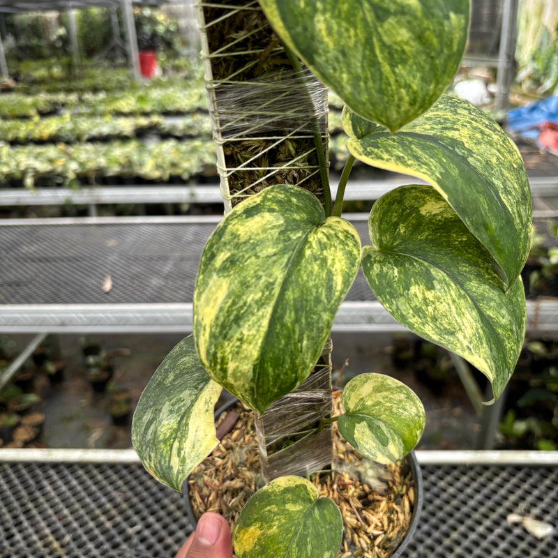 Scindapsus Parahyangan