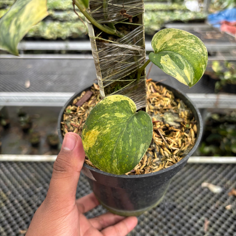 Scindapsus Parahyangan