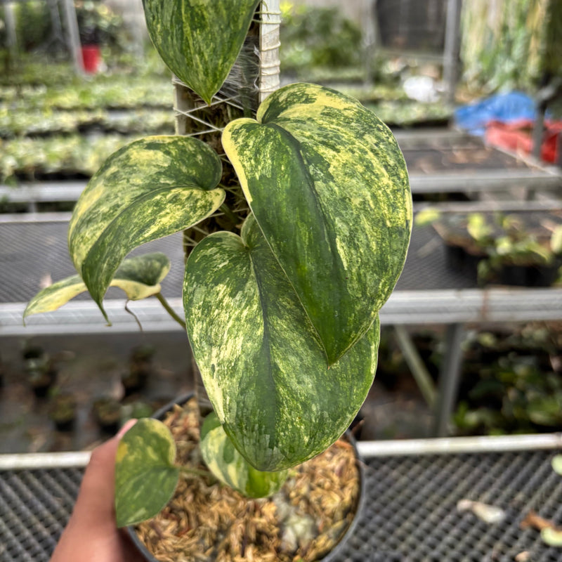 Scindapsus Parahyangan