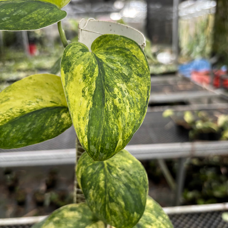 Scindapsus Parahyangan