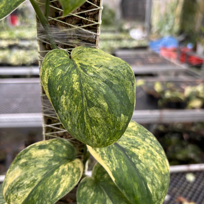 Scindapsus Parahyangan