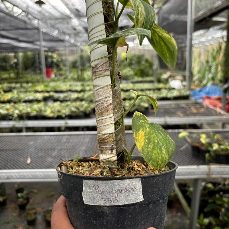 Scindapsus Parahyangan