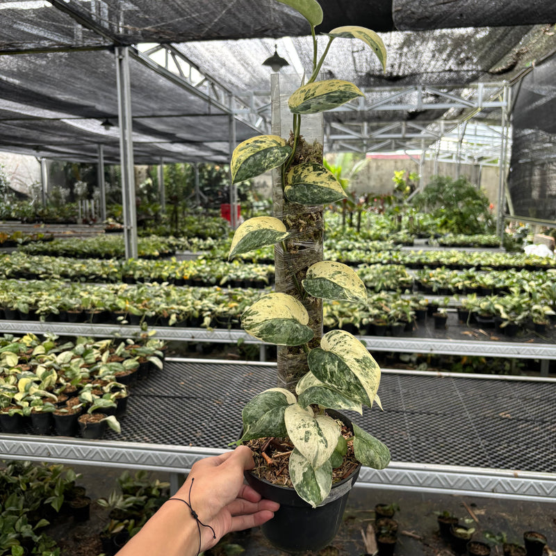 Scindapsus Holiragon