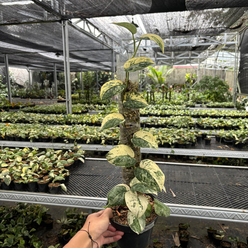 Scindapsus Holiragon