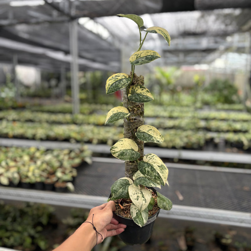 Scindapsus Holiragon