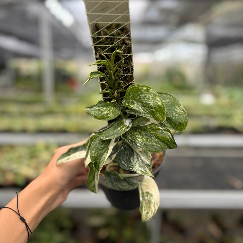 Scindapsus Treubii Tricolor Mutation
