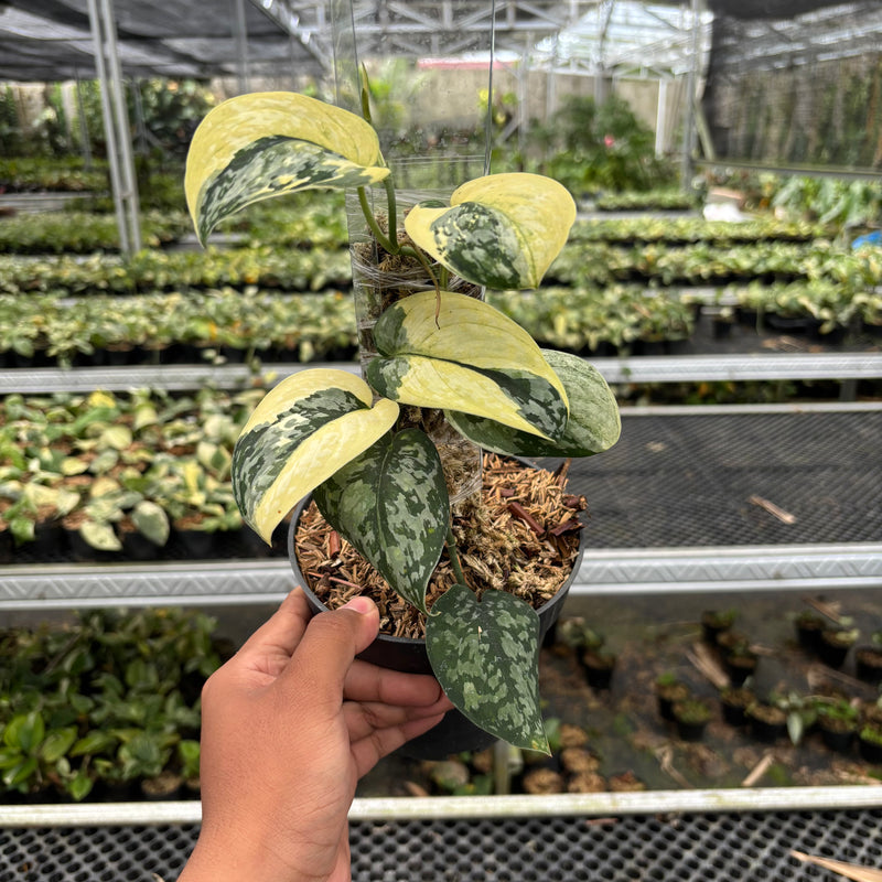 Scindapsus Wheet Diamond