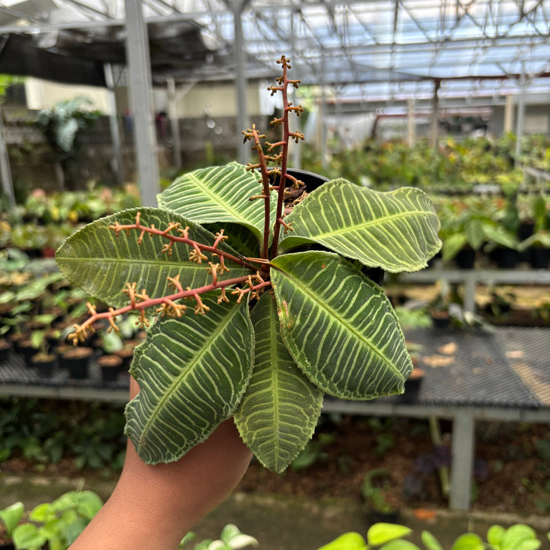 Labisia Green Selected