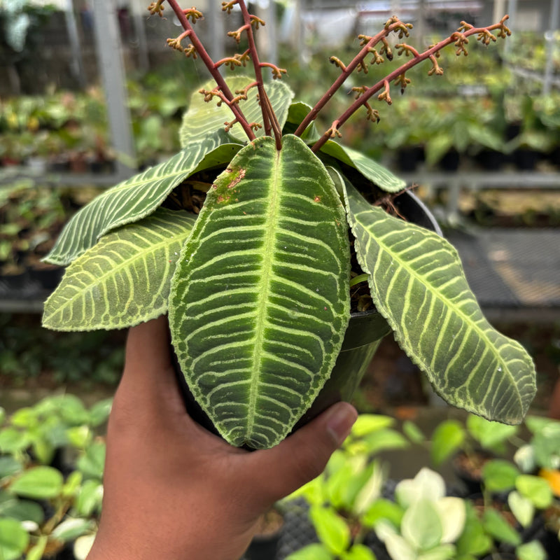 Labisia Green Selected