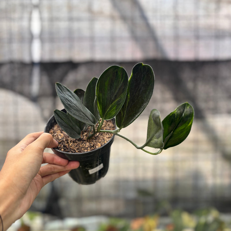 FS31-8 Scindapsus Treaubi Black