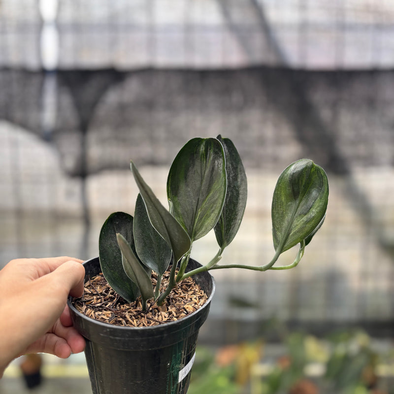 FS31-8 Scindapsus Treaubi Black