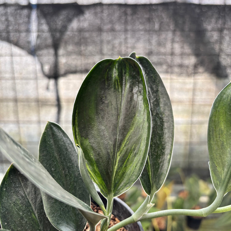 FS31-8 Scindapsus Treaubi Black